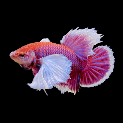 Dumbo Lavender Plakat Male Betta Fish