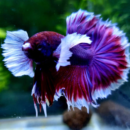 Dumbo Lavender Plakat Male Betta Fish