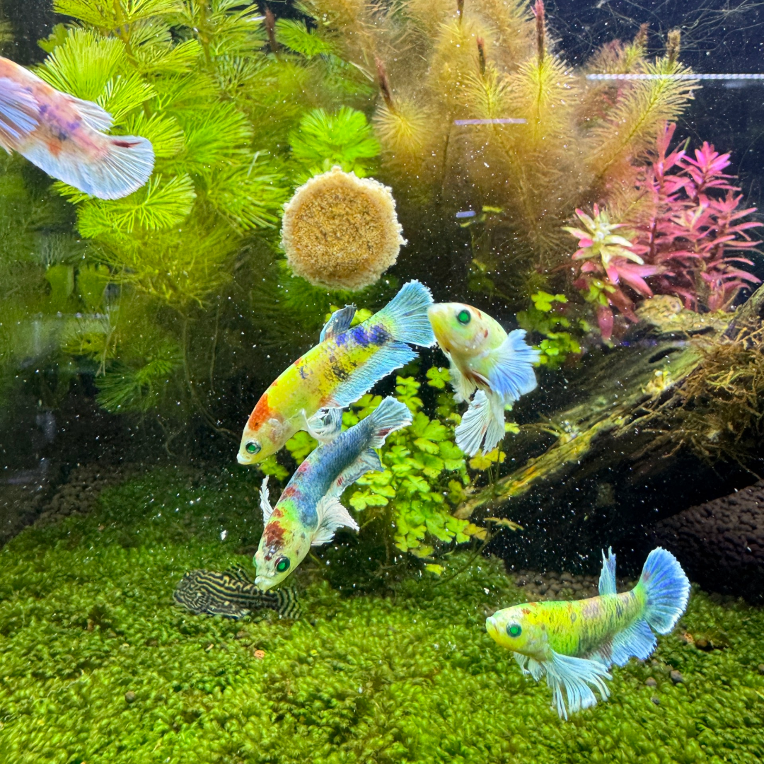 Dumbo Koi Neon Female Betta Fish