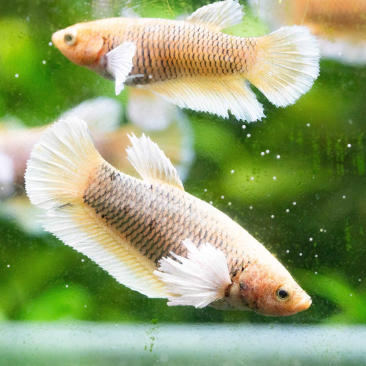 Dumbo Pineapple Female Betta Fish