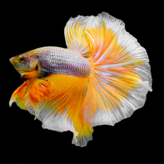 Dumbo Pineapple Halfmoon Male Betta Fish