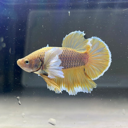 Dumbo Pineapple Plakat Male Betta Fish