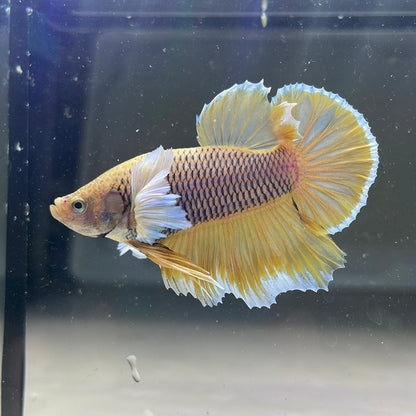 Dumbo Pineapple Plakat Male Betta Fish