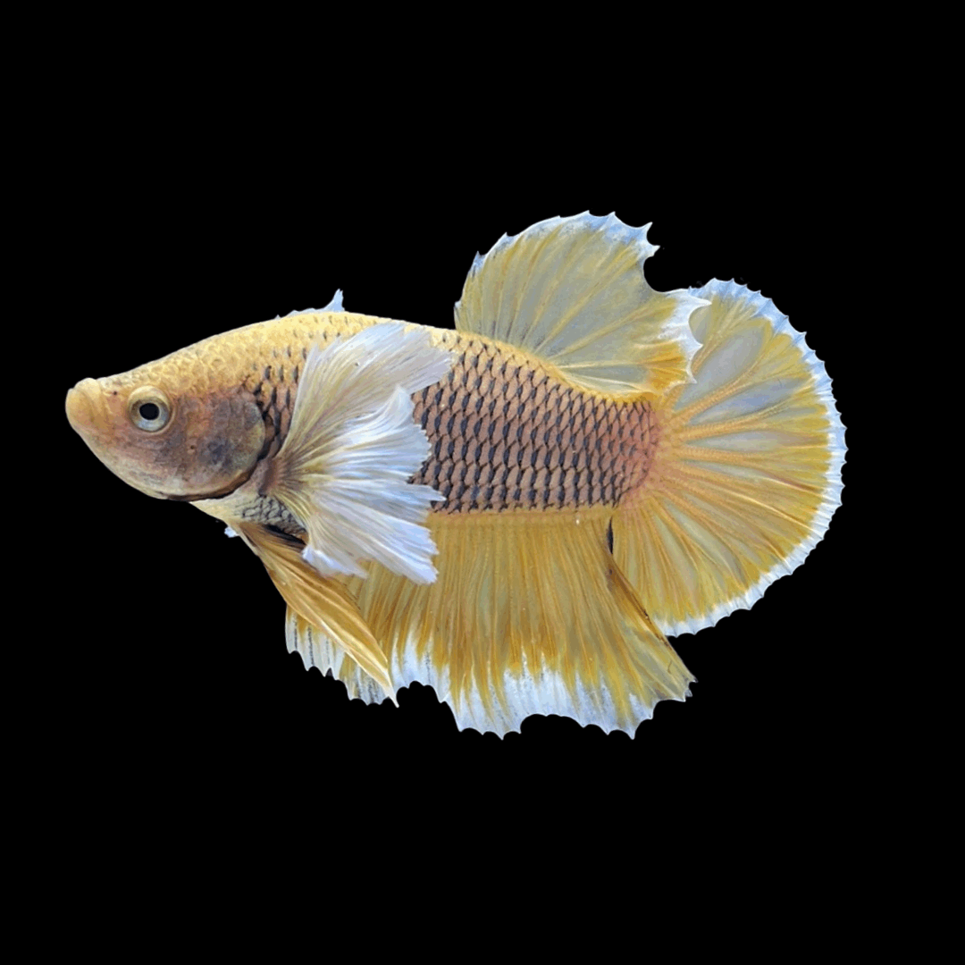 Dumbo Pineapple Plakat Male Betta Fish