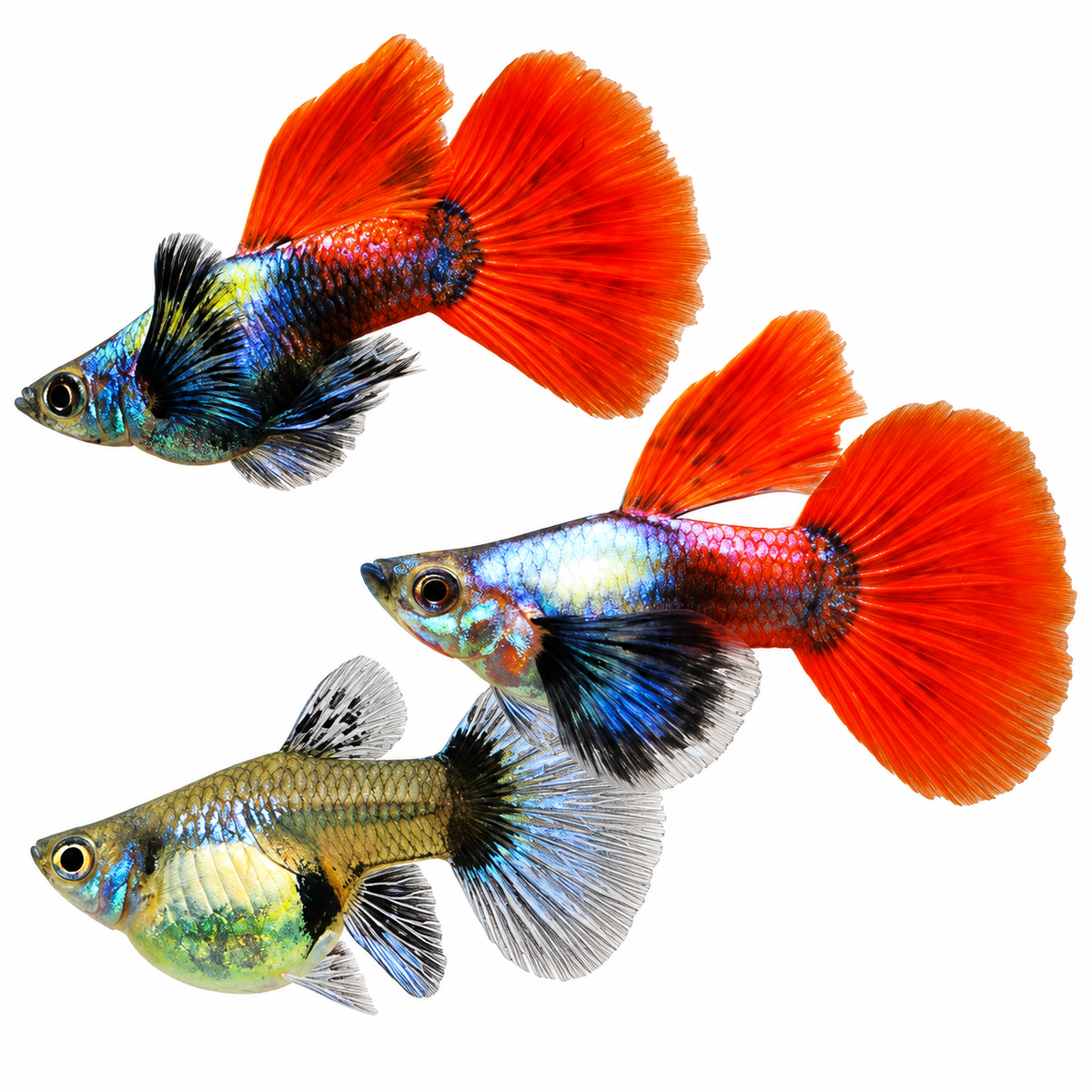 Dumbo Red Tail Short Body Guppy Fish