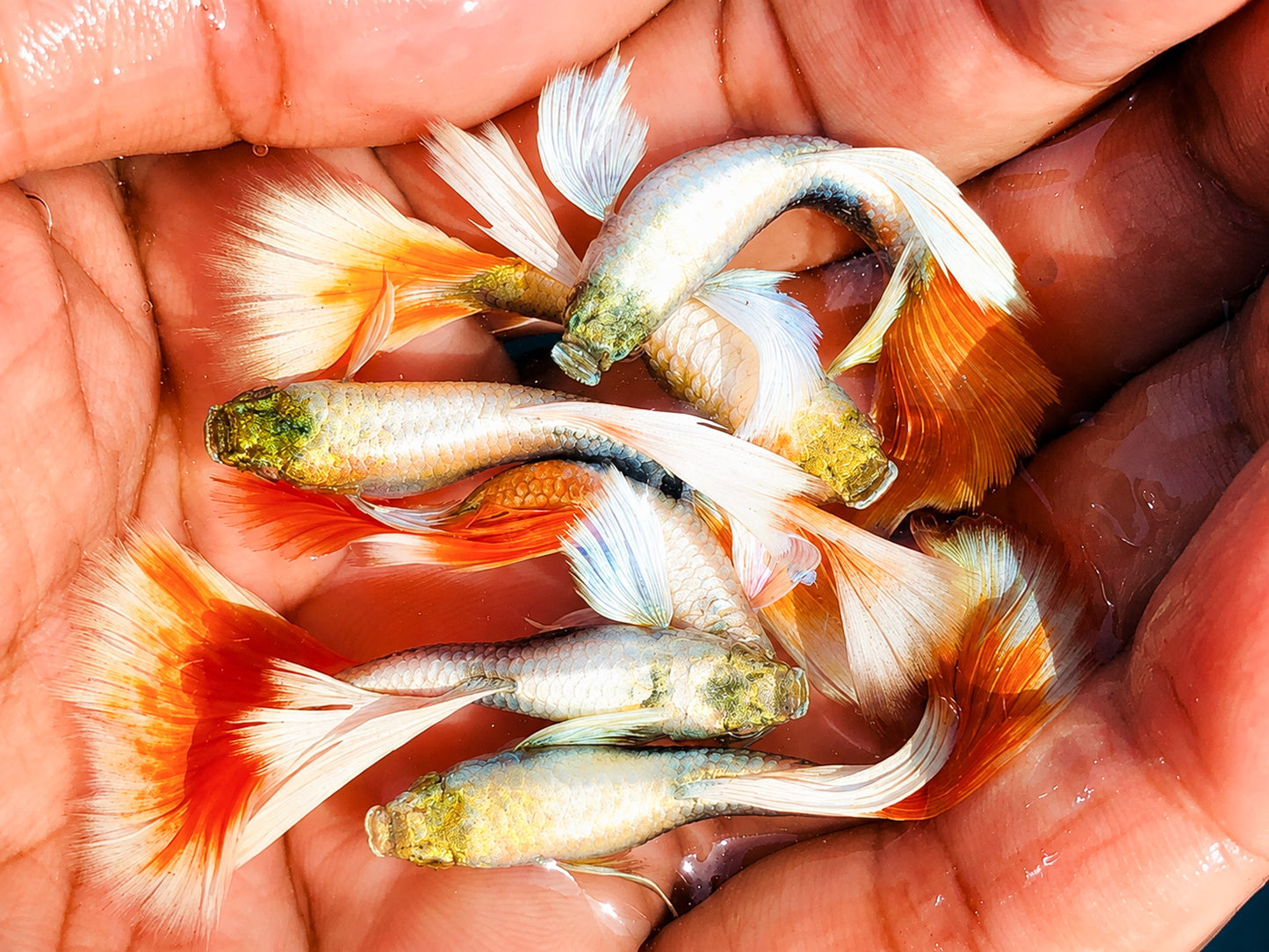 Dumbo Santa Claus Guppy Fish