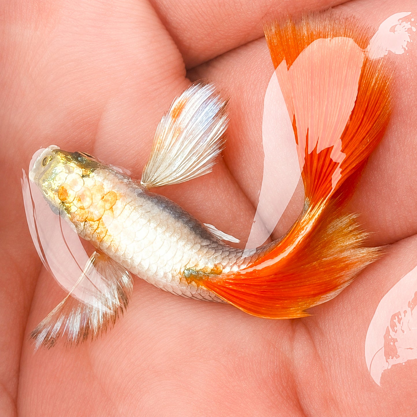 Dumbo Santa Claus Guppy Fish