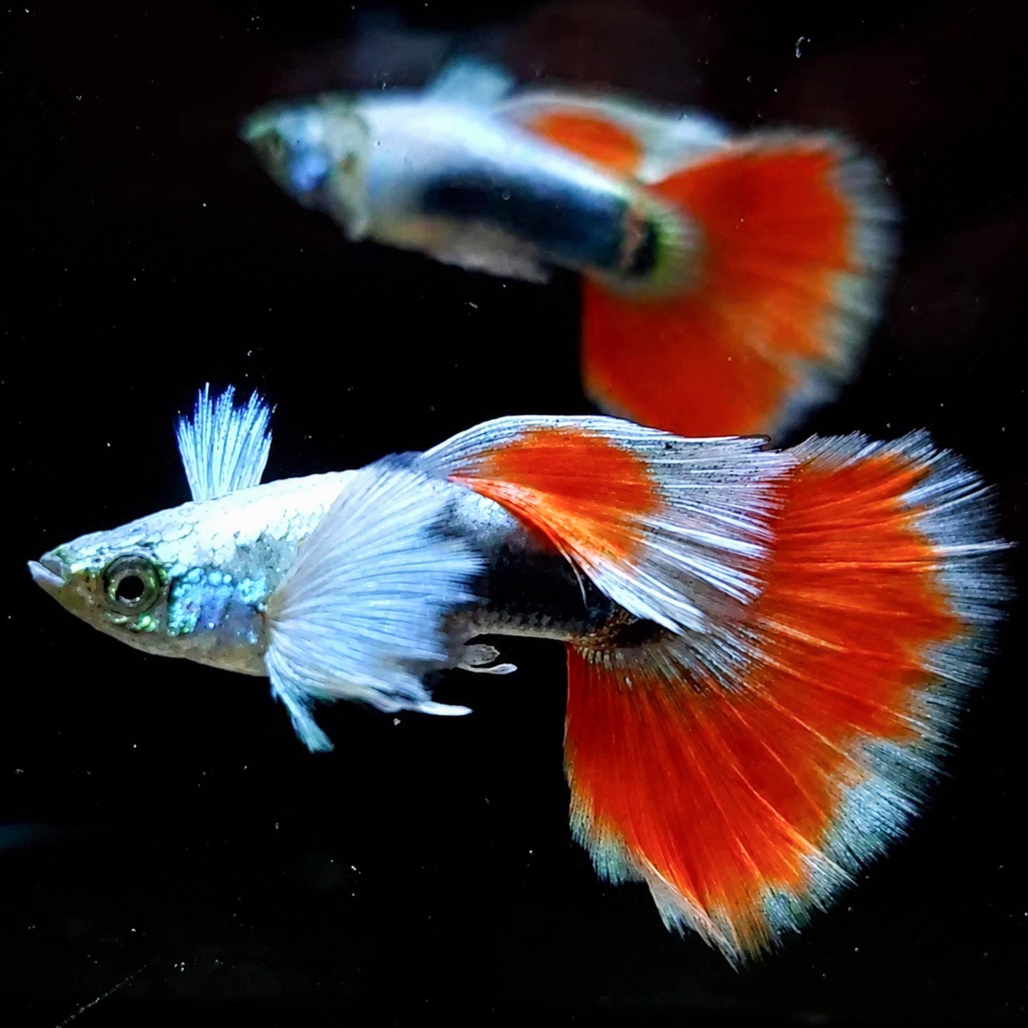 Dumbo Santa Claus Guppy Fish