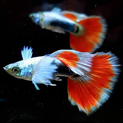 Dumbo Santa Claus Guppy Fish