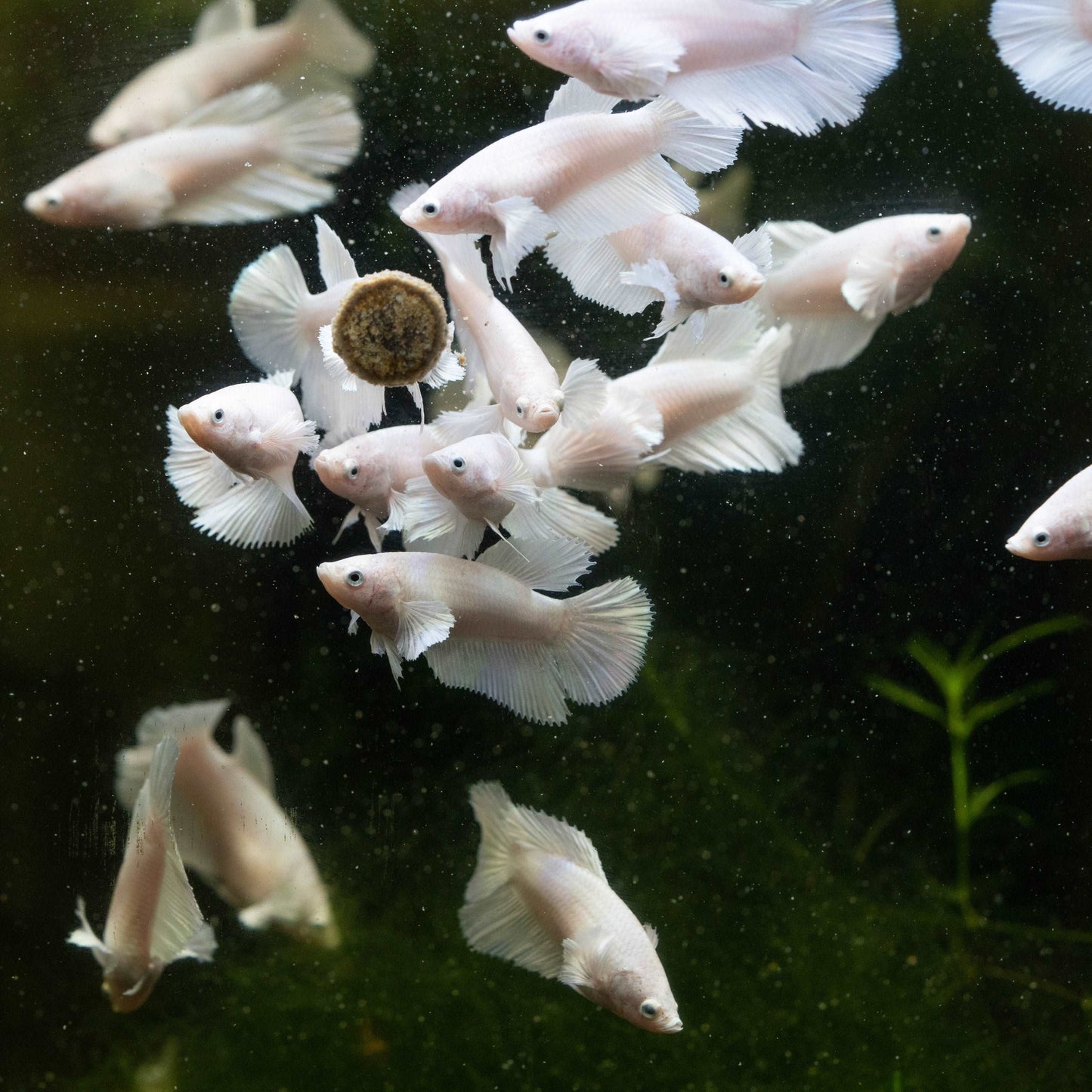 Female Betta Fish Dumbo White Halfmoon