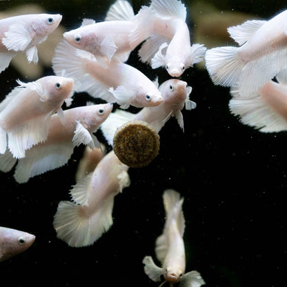 Female Betta Fish Dumbo White Halfmoon