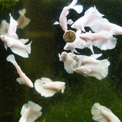 Female Betta Fish Dumbo White Halfmoon