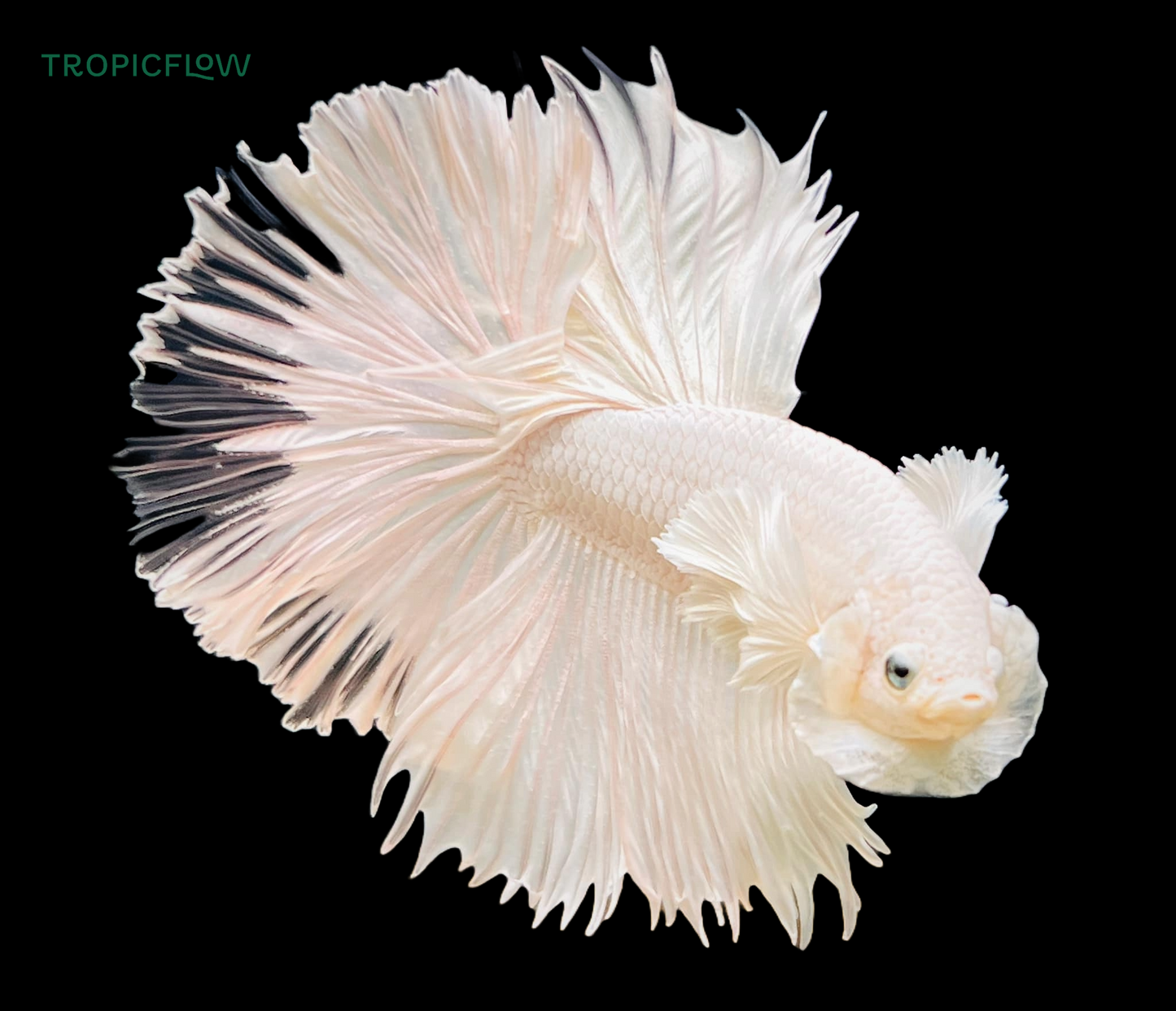 Super White Dumbo Ear Halfmoon Male Betta Fish