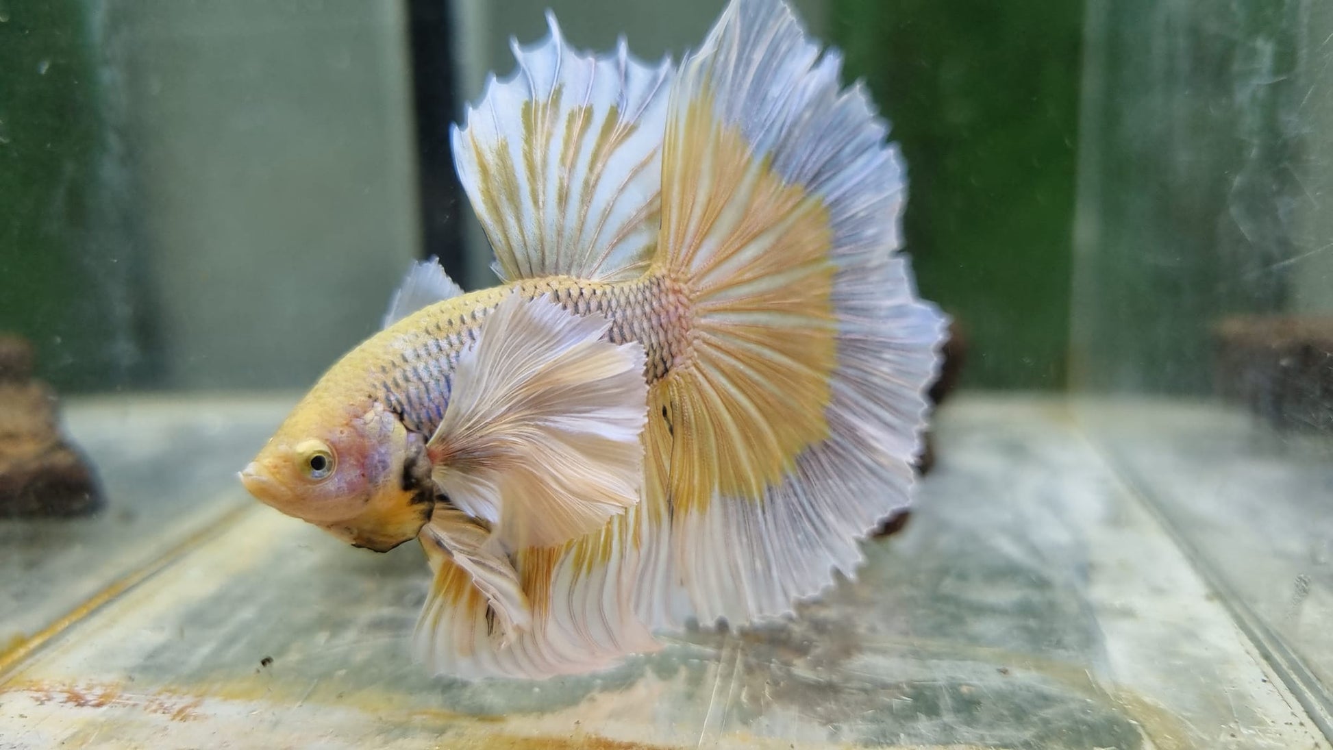 Dumbo Pineapple Halfmoon Male Betta Fish