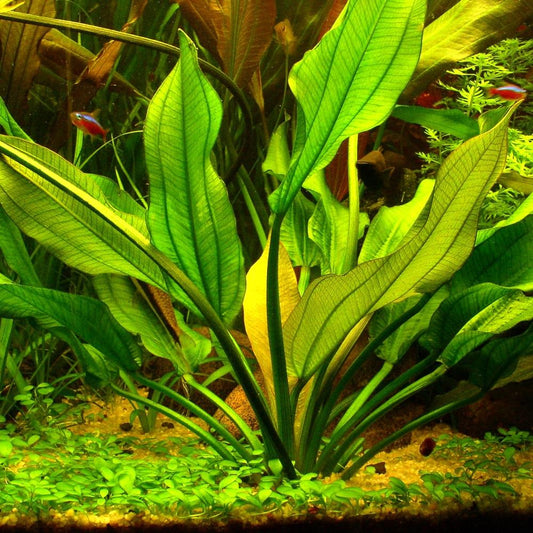 Echinodorus Ascherianus Aquatic Plant