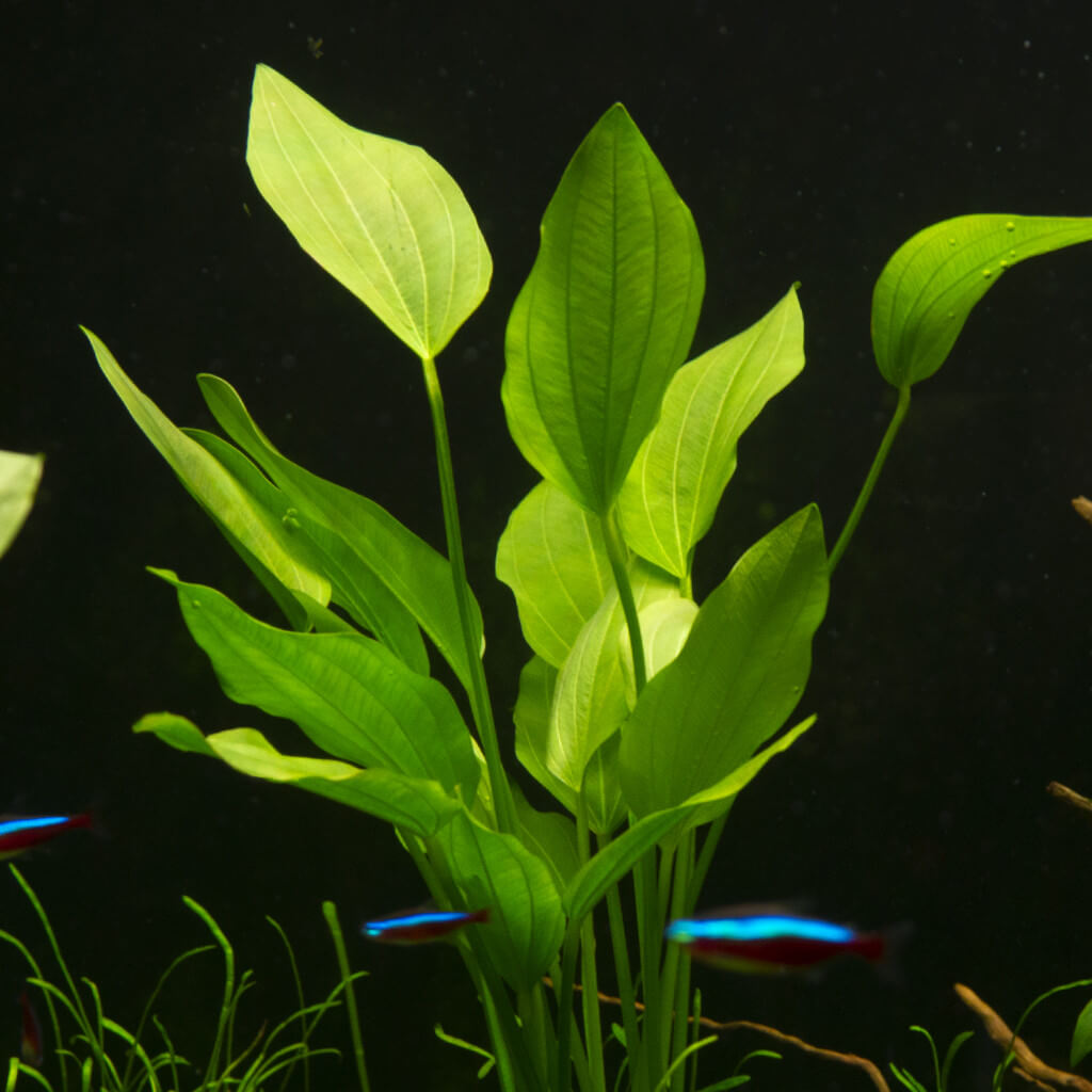 Echinodorus Palaefolius Aquatic Plant