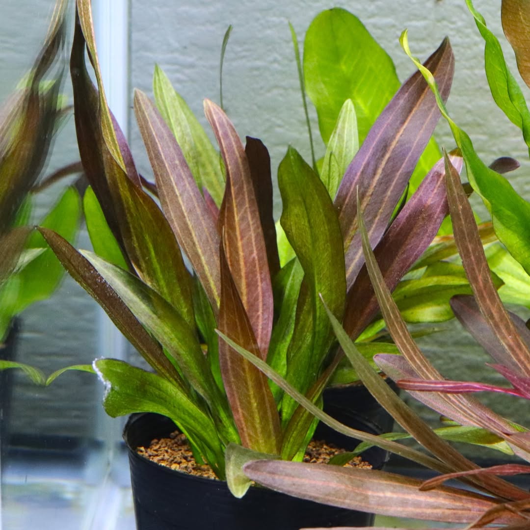 Echinodorus Red Phoenix Aquatic Plant