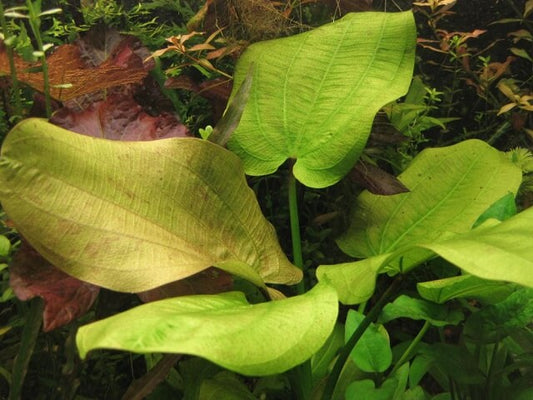 Echinodorus Scaber Aquatic Plant