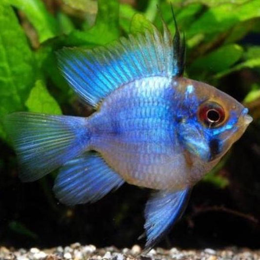 Electric Blue Balloon Ram Cichlid