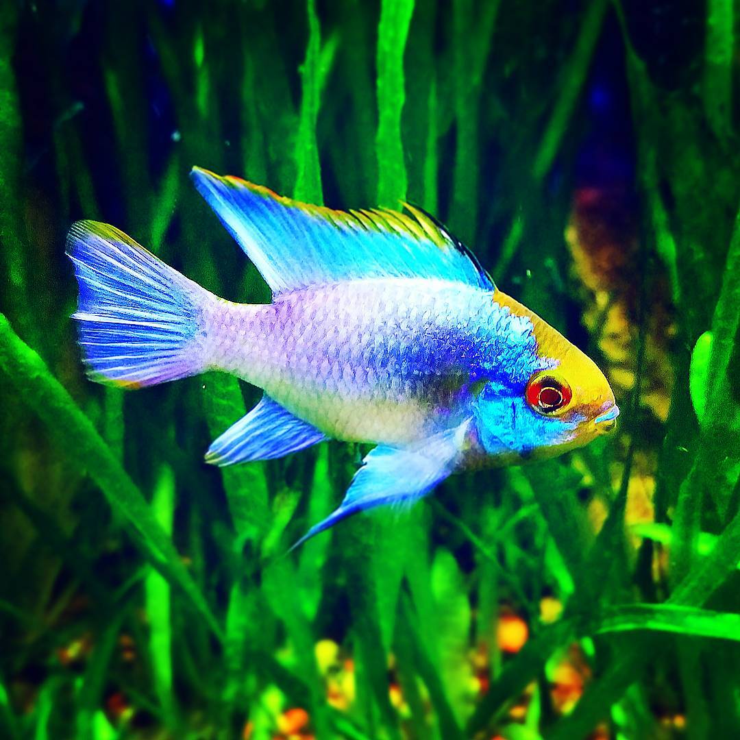 Electric Blue Ram Cichlid