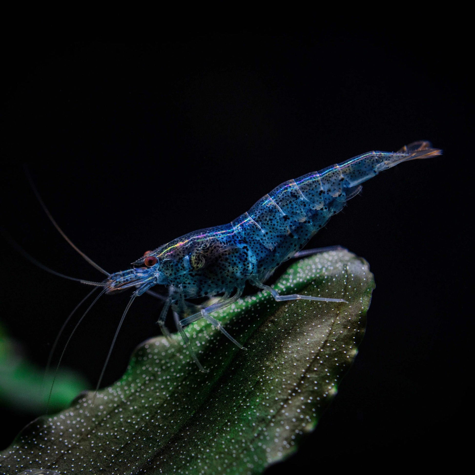 Blue Dream Neocaridina Shrimp