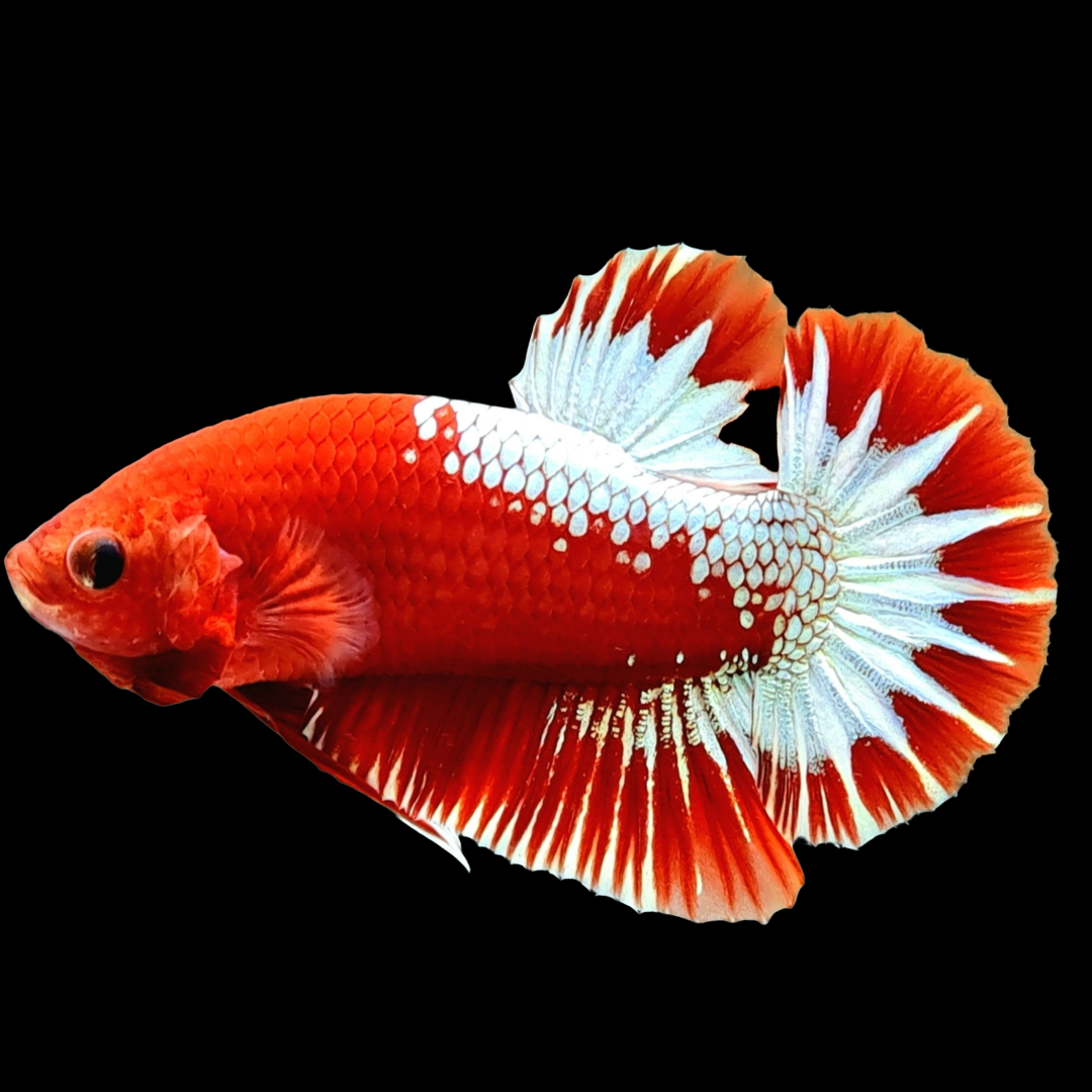 Fancy Copper Red Hellboy Plakat Male Betta Fish | Mystery Betta