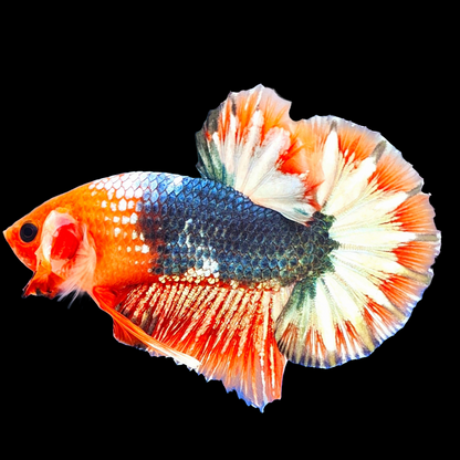 Fancy Copper Red Hellboy Plakat Male Betta Fish | Mystery Betta