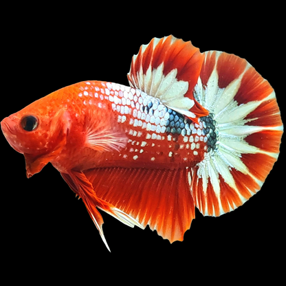 Fancy Copper Red Hellboy Plakat Male Betta Fish | Mystery Betta