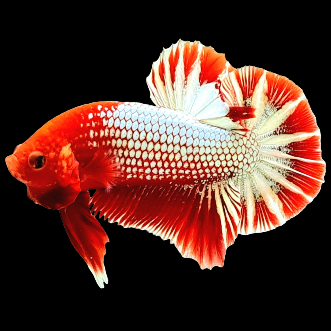 Fancy Copper Red Hellboy Plakat Male Betta Fish | Mystery Betta