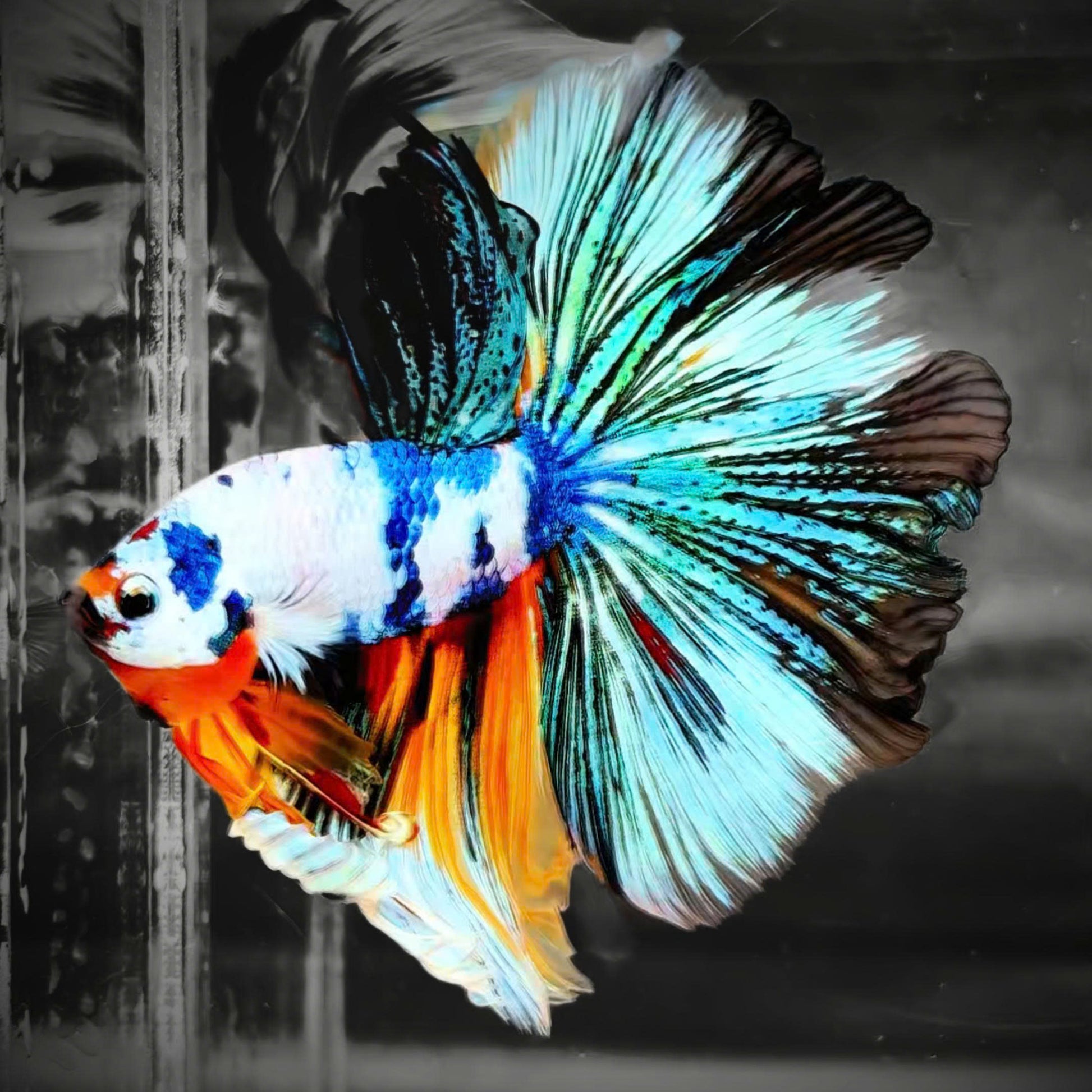 Fancy Halfmoon Male Betta Fish High Grade