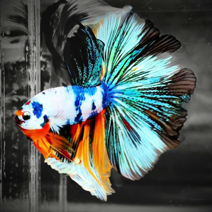 Fancy Halfmoon Male Betta Fish High Grade