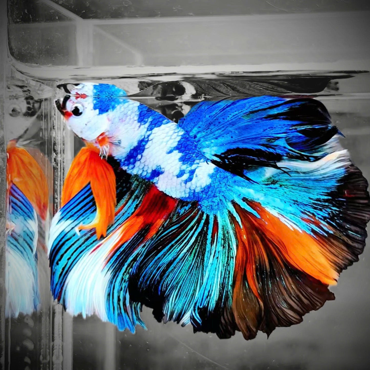 Fancy Halfmoon Male Betta Fish High Grade