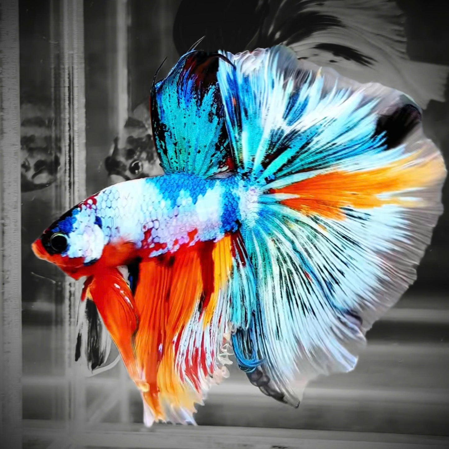 Fancy Halfmoon Male Betta Fish High Grade