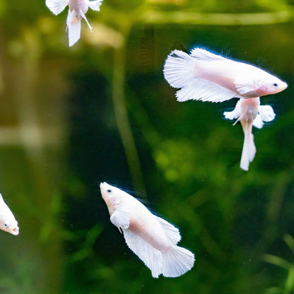 Female Betta Fish Dumbo White Halfmoon