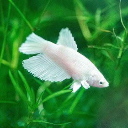 Female Betta Fish Dumbo White Halfmoon