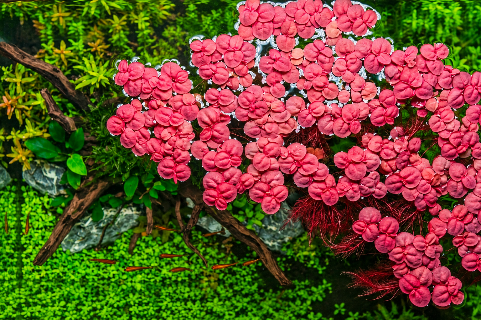 Top view of a planted sorority aquarium with floating plant cover