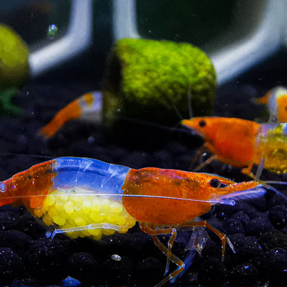 Orange Rili Neocaridina Shrimp