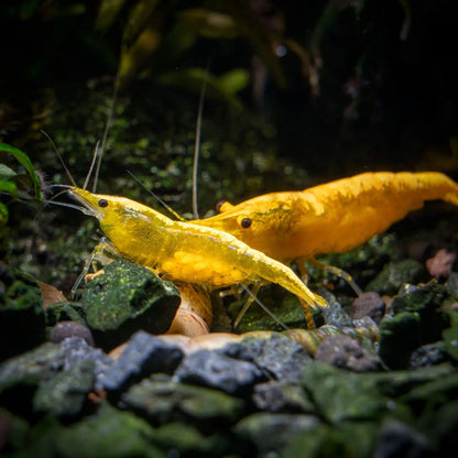 Yellow Golden Back Shrimp