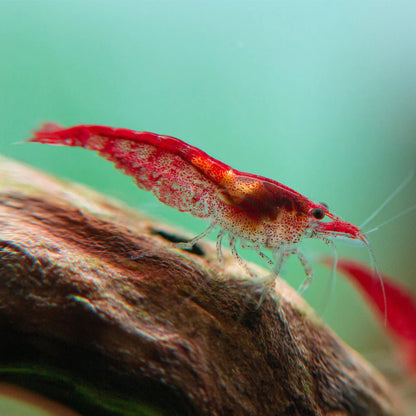 Fire Red Neocaridina Shrimp