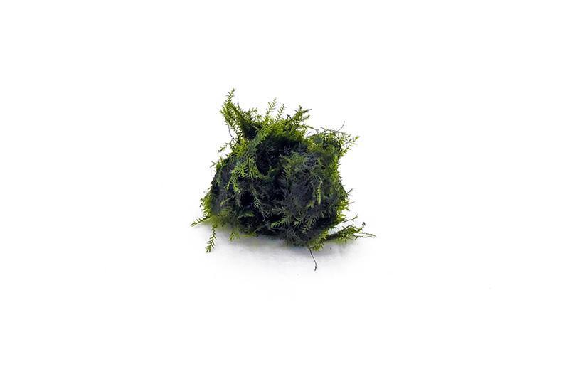 Phoenix Moss (Fissidens Fontanus)