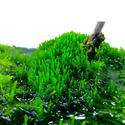 Aquatic Flame Moss