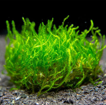 Flame Moss on Stainless Steel