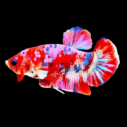 Koi Red Galaxy Male Betta Fish High Grade | Buy 4 Get 1 Free | Mystery Betta