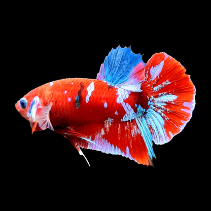 Koi Red Galaxy Male Betta Fish High Grade | Buy 4 Get 1 Free | Mystery Betta