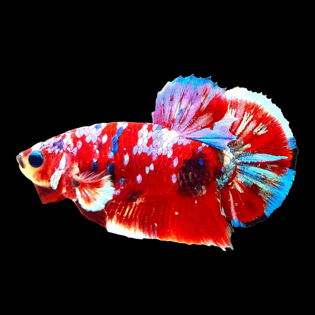 Koi Red Galaxy Male Betta Fish High Grade | Buy 4 Get 1 Free | Mystery Betta