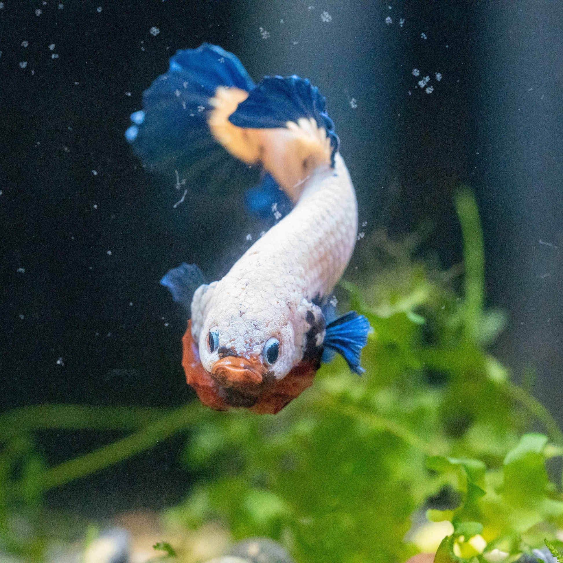 Marble Rim Plakat Male Betta Fish