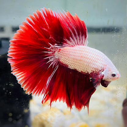 Red Dragon Halfmoon Male Betta Fish