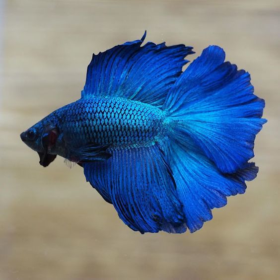 Super Blue Halfmoon Male Betta Fish