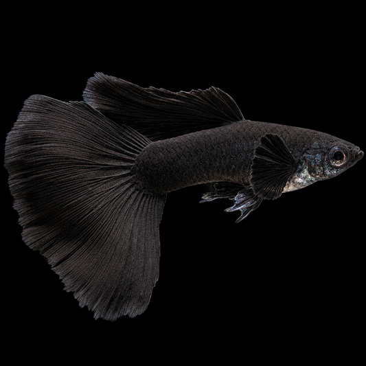 Full Black Guppy Fish