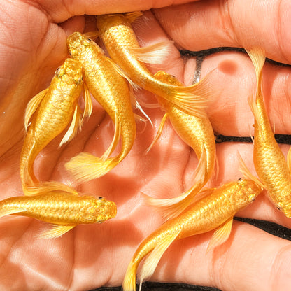 Full Gold 24K Ribbon Fin Guppy Fish